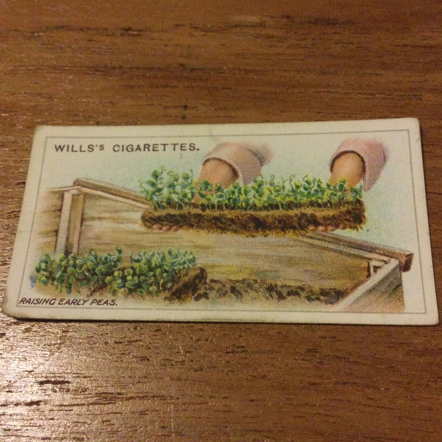 Wills Cigarette Cards GARDENING HINTS 1938. Sold individually so take your pick.