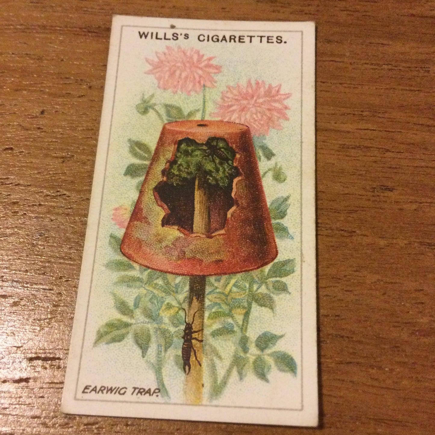 Wills Cigarette Cards GARDENING HINTS 1938. Sold individually so take your pick.