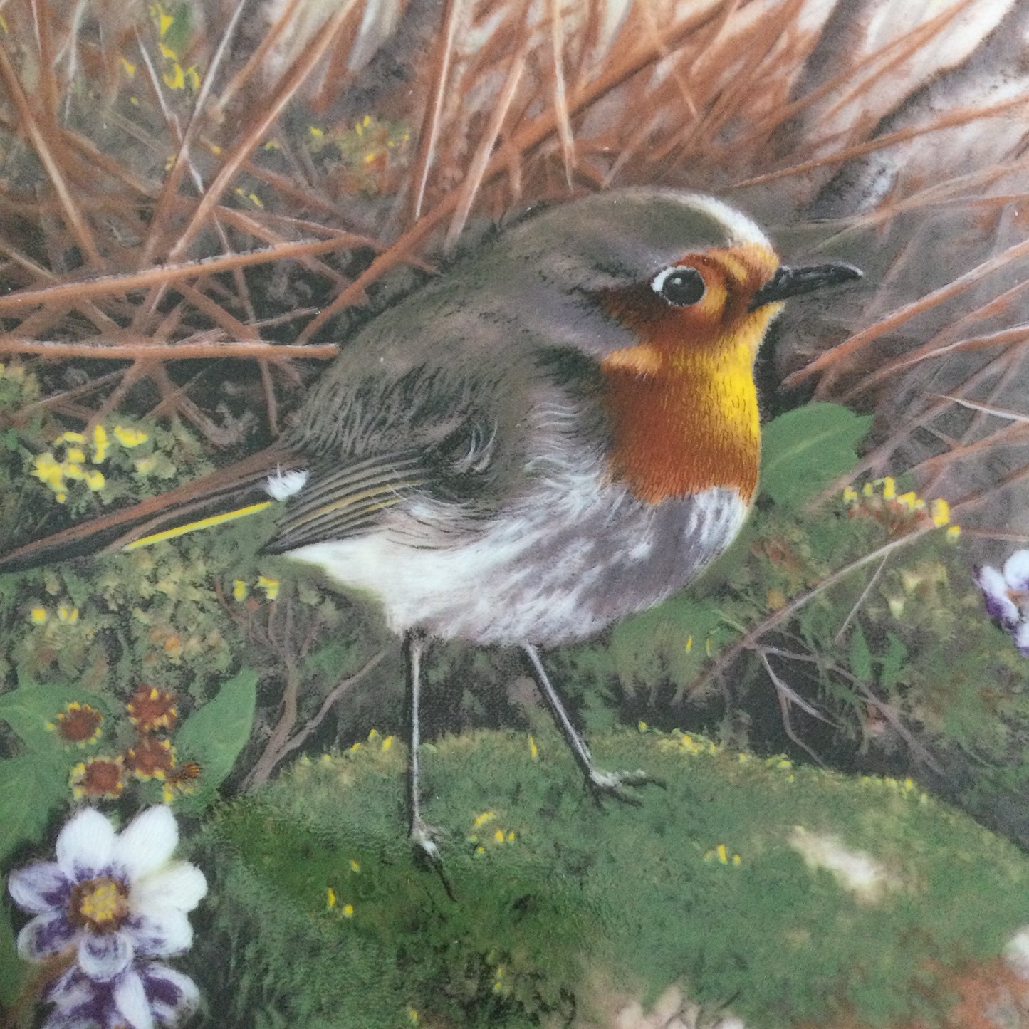 Tirschenreuth Bavaria collectible plate. 'Unsere kleine Vogelwelt' series. 'Rotkehlchen am Wegesrand' No.1952. Pretty robin plate.