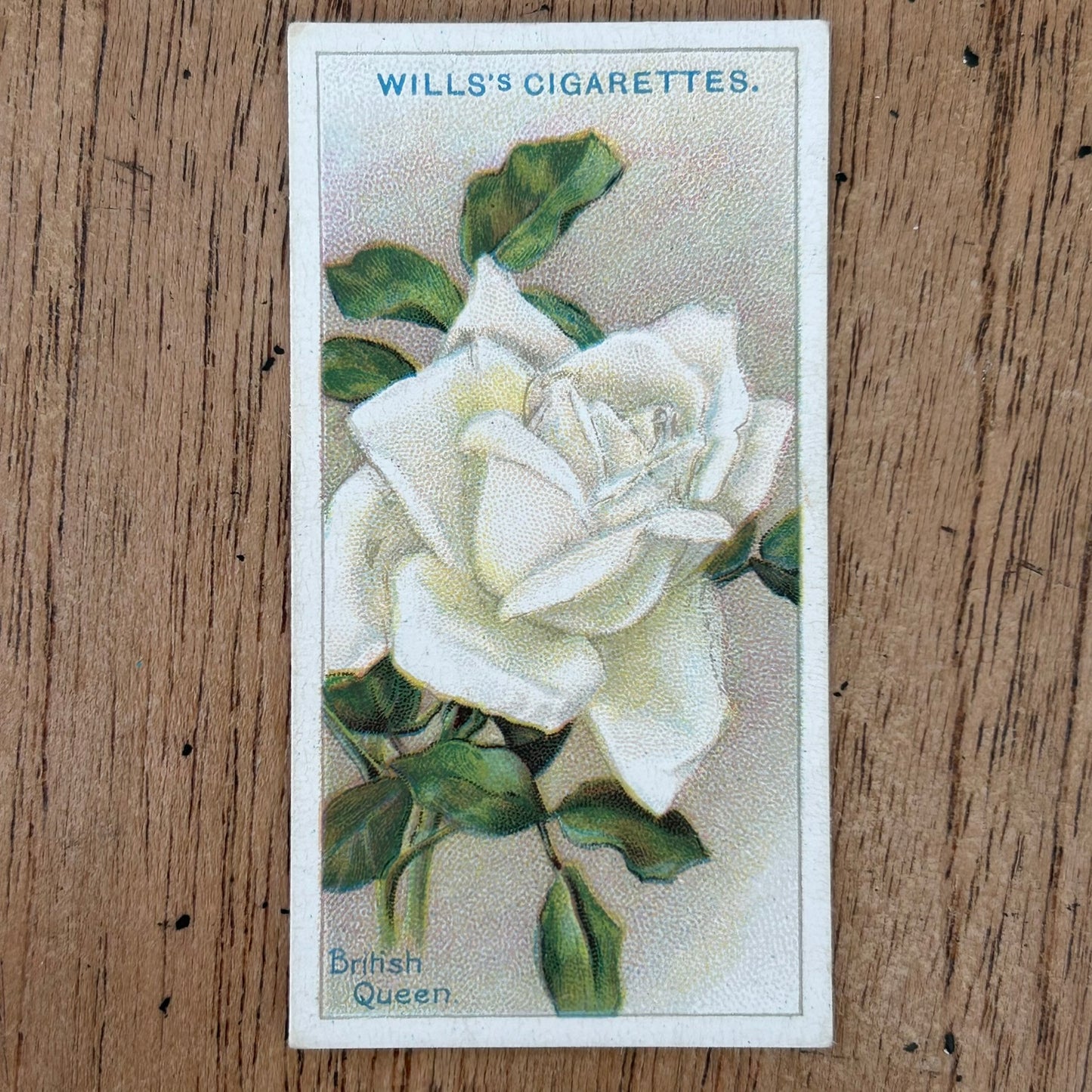 ROSES 1926 Wills Cigarette Cards - vintage rose pictures - sold individually