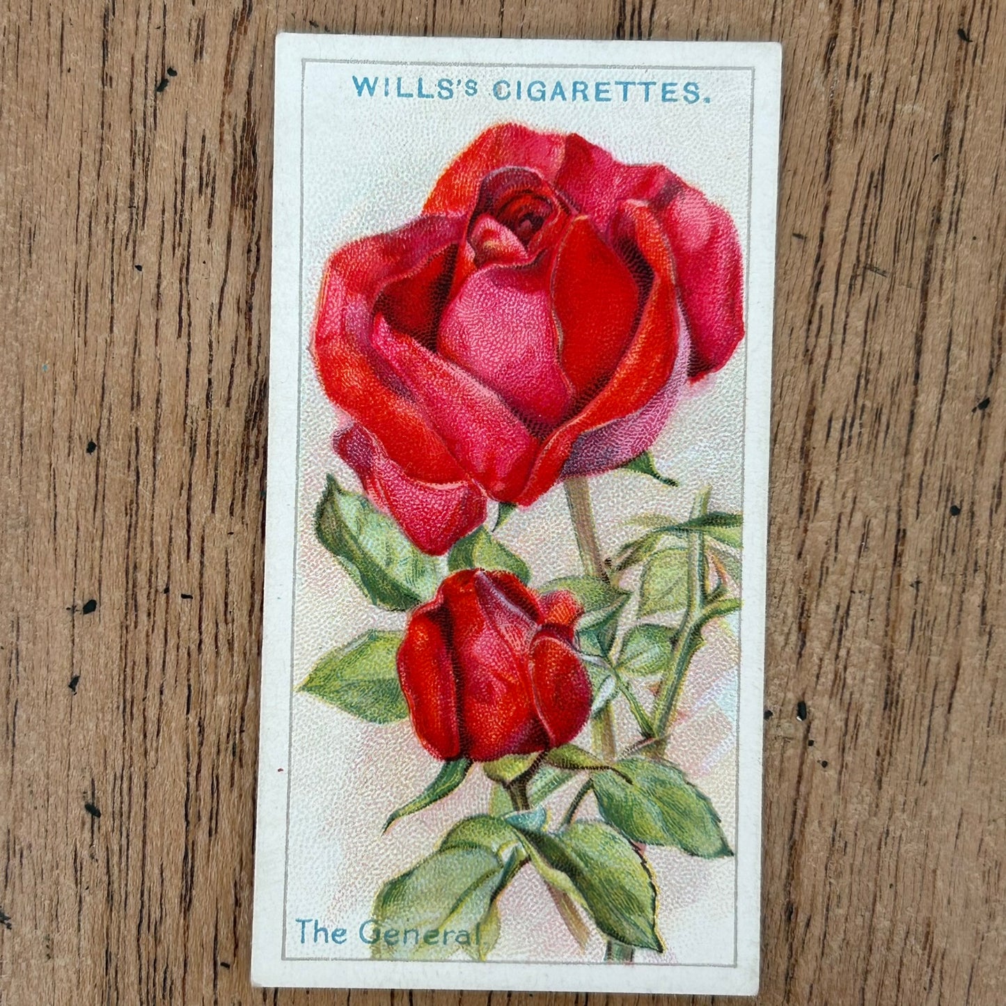 ROSES 1926 Wills Cigarette Cards - vintage rose pictures - sold individually
