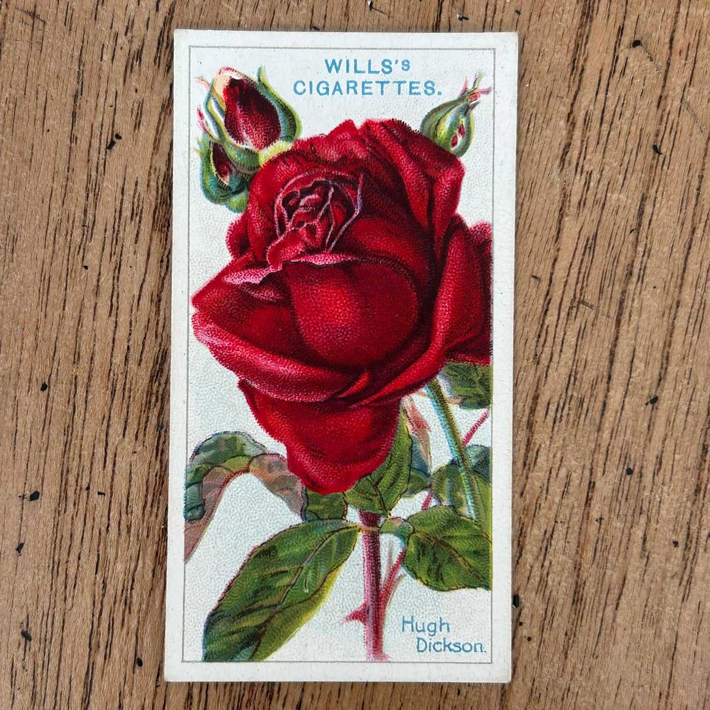 ROSES 1926 Wills Cigarette Cards - vintage rose pictures - sold individually