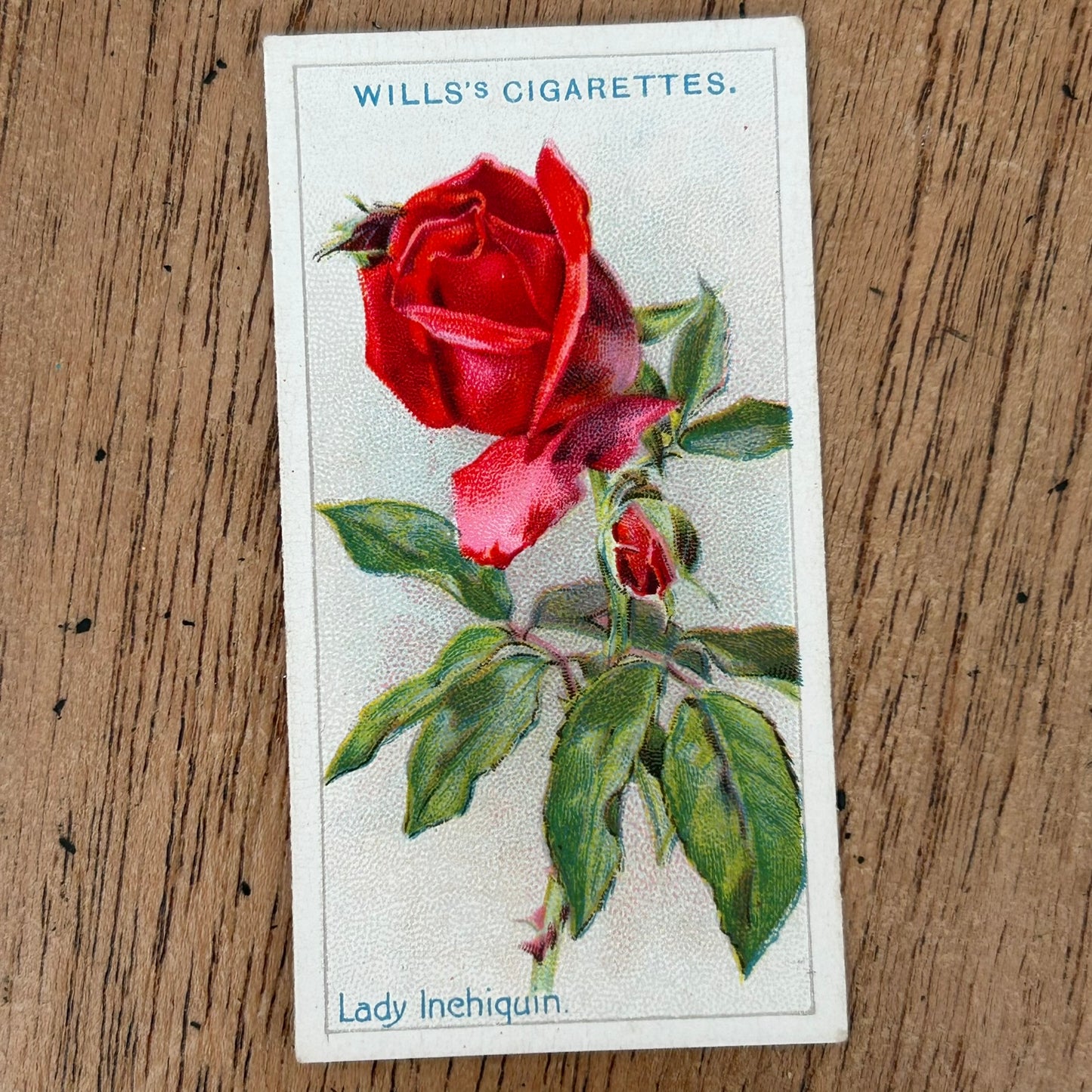ROSES 1926 Wills Cigarette Cards - vintage rose pictures - sold individually
