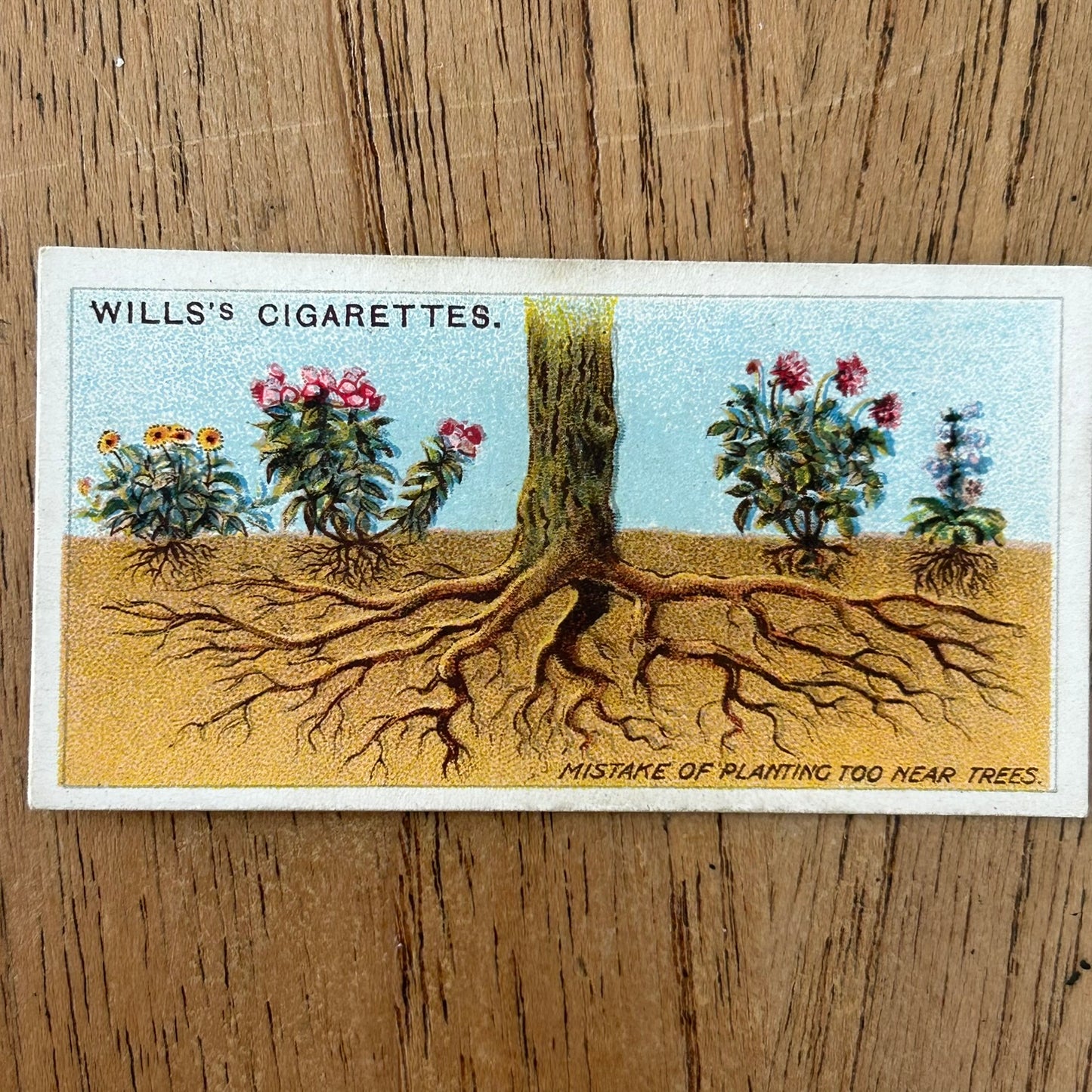 Wills Cigarette Cards GARDENING HINTS 1938. Sold individually so take your pick.