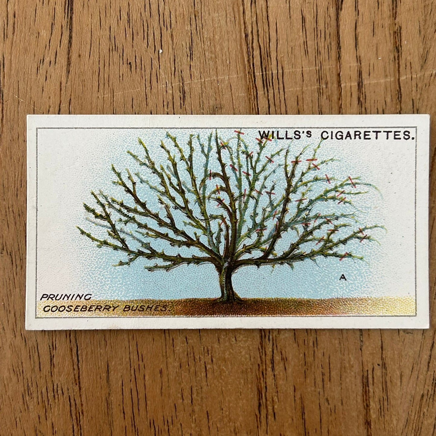 Wills Cigarette Cards GARDENING HINTS 1938. Sold individually so take your pick.