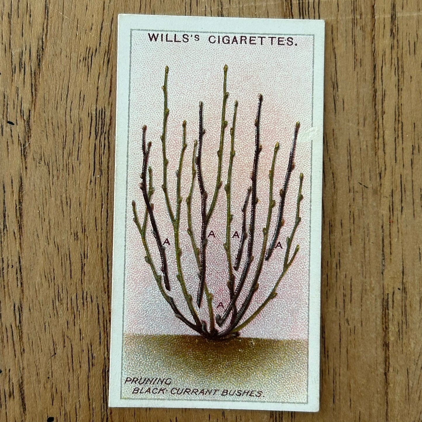 Wills Cigarette Cards GARDENING HINTS 1938. Sold individually so take your pick.