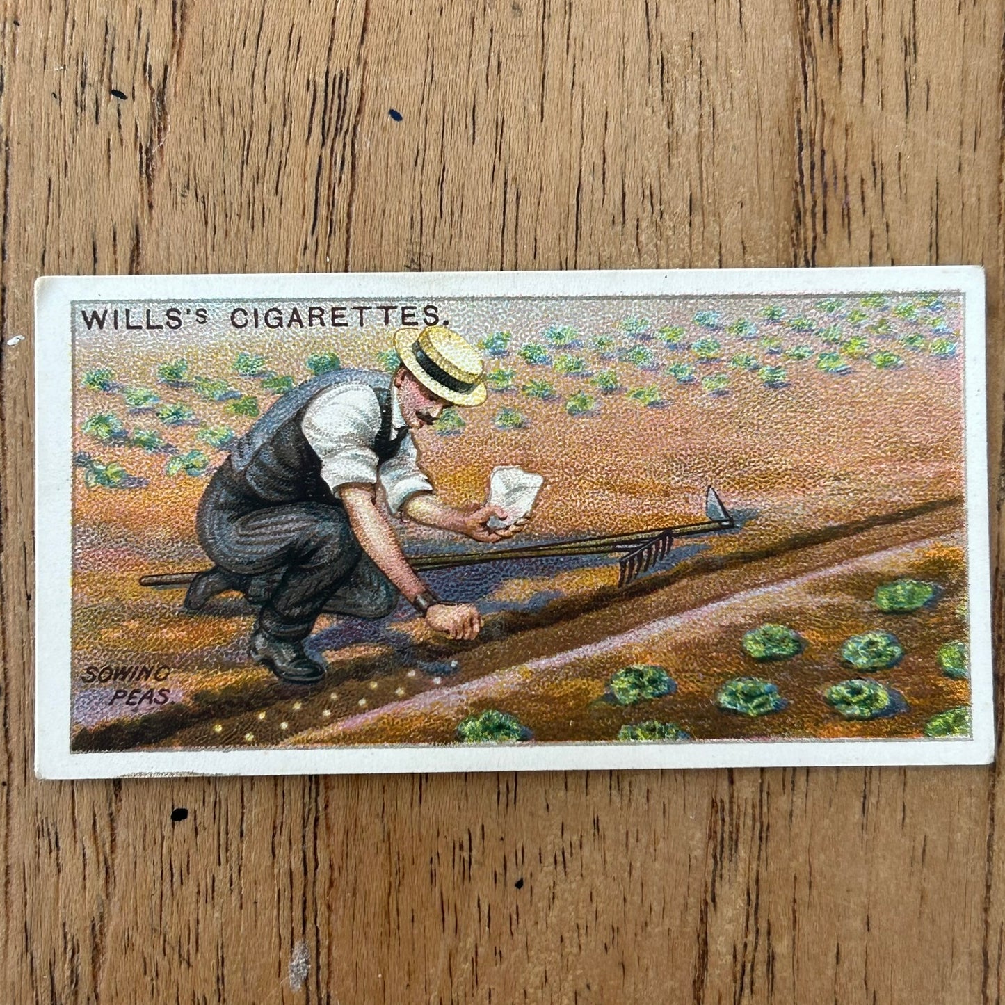 Wills Cigarette Cards GARDENING HINTS 1938. Sold individually so take your pick.