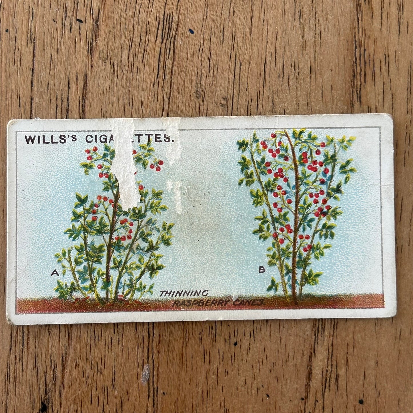 Wills Cigarette Cards GARDENING HINTS 1938. Sold individually so take your pick.