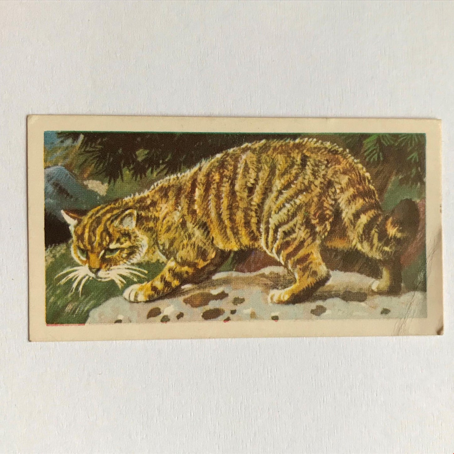 BRITISH WILD LIFE - Brooke Bond Tea Cards - Take your pick - wildlife pictures
