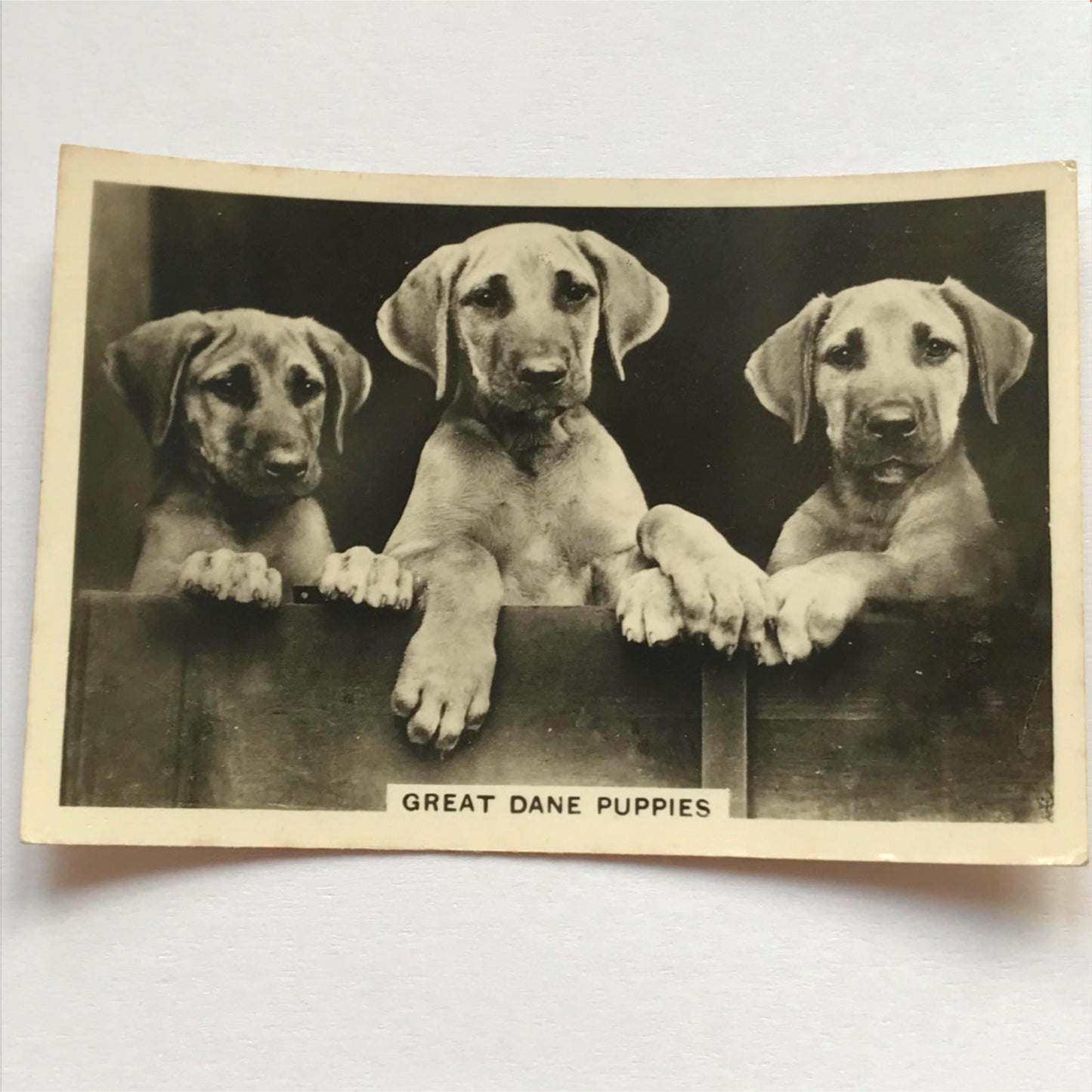 DOGS - SENIOR SERVICE CIGARETTE CARDS 1930S PHOTOS - take your pick