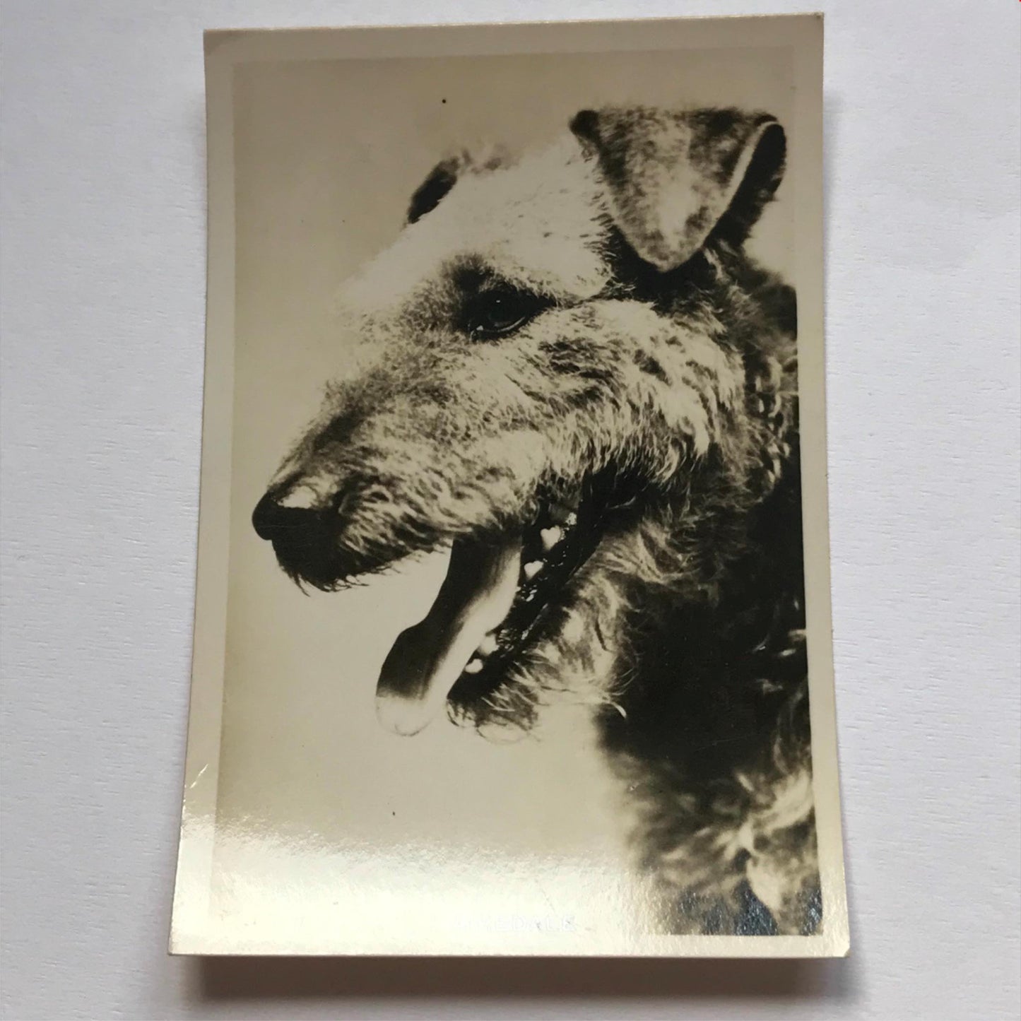 DOGS - SENIOR SERVICE CIGARETTE CARDS 1930S PHOTOS - take your pick