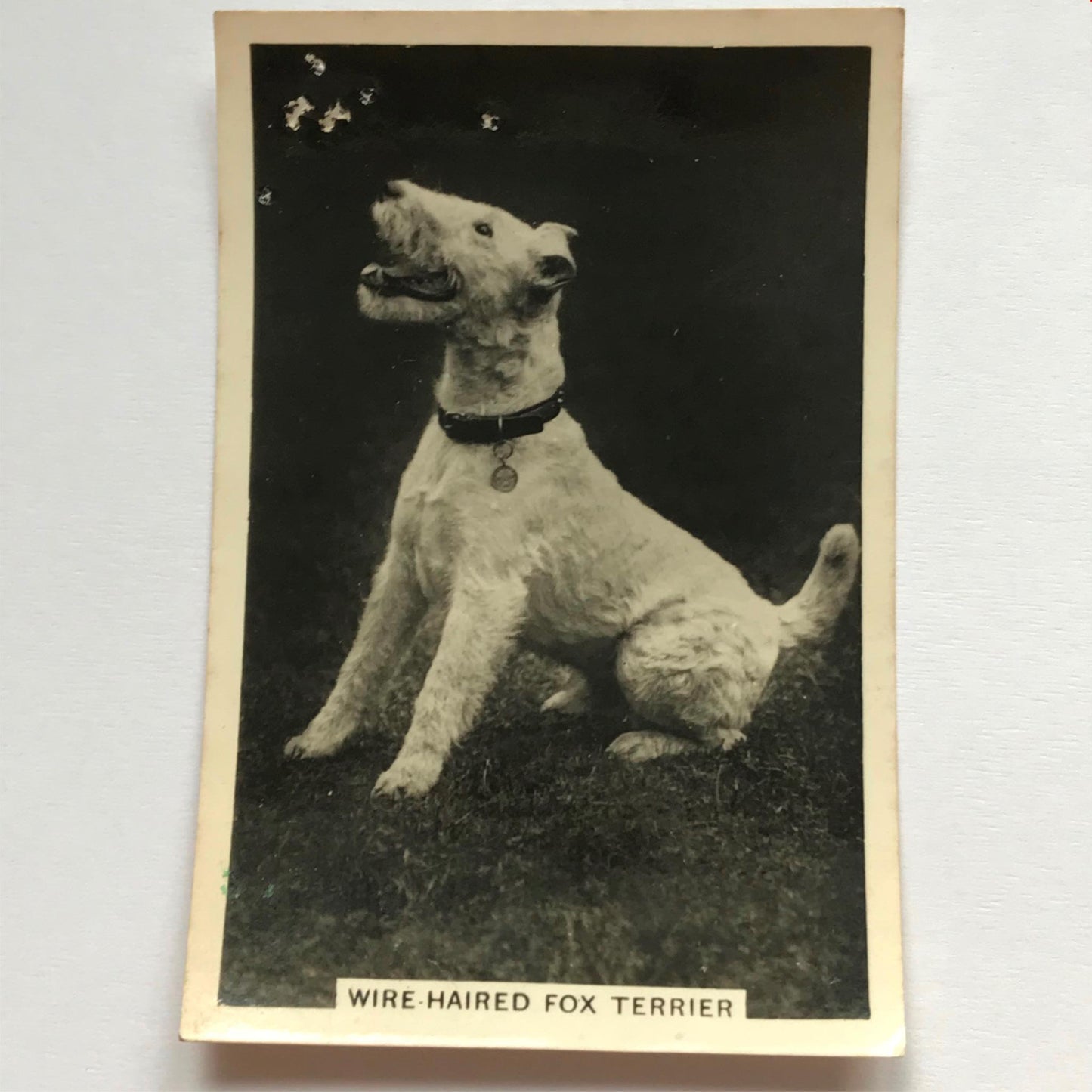 DOGS - SENIOR SERVICE CIGARETTE CARDS 1930S PHOTOS - take your pick