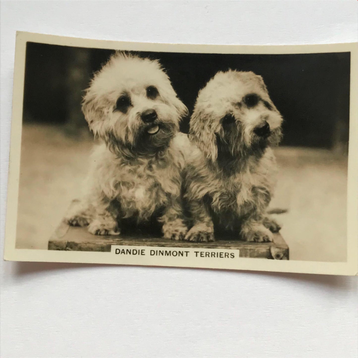 DOGS - SENIOR SERVICE CIGARETTE CARDS 1930S PHOTOS - take your pick