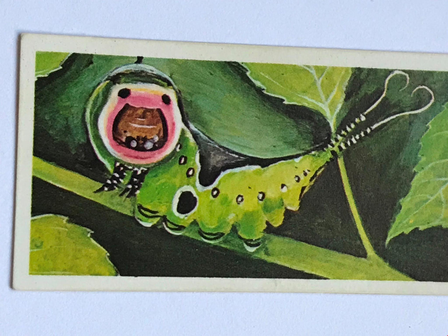 WONDERS OF WILDLIFE Brooke Bond Tea Cards - Sold individually - take your pick