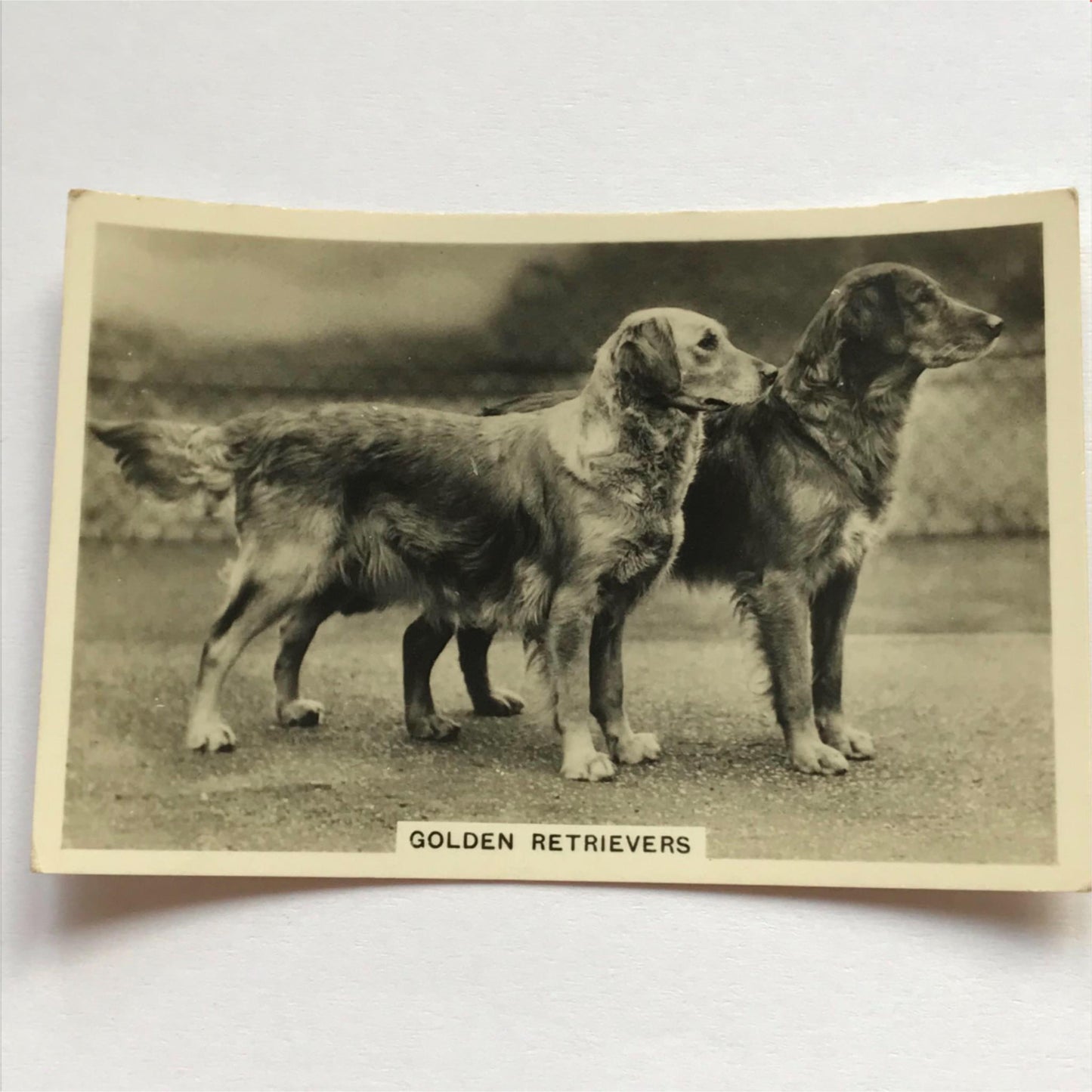 DOGS - SENIOR SERVICE CIGARETTE CARDS 1930S PHOTOS - take your pick