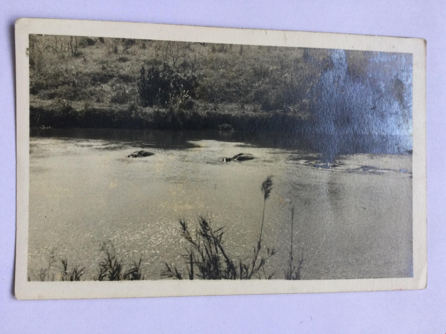 Vintage RP Postcard. River with hippos? crocodiles? Black & White. Unposted
