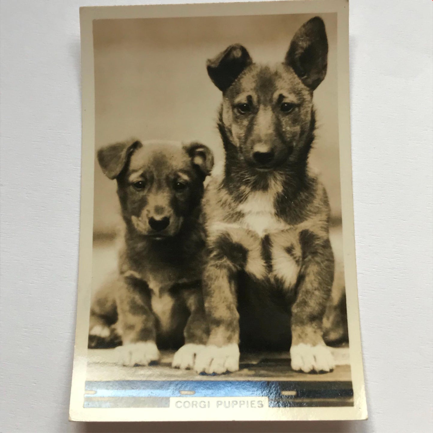 DOGS - SENIOR SERVICE CIGARETTE CARDS 1930S PHOTOS - take your pick
