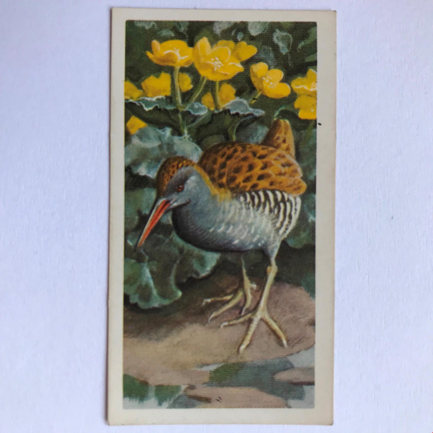 BIRD PORTRAITS Brooke Bond Tea Cards Sold Individually - take your pick