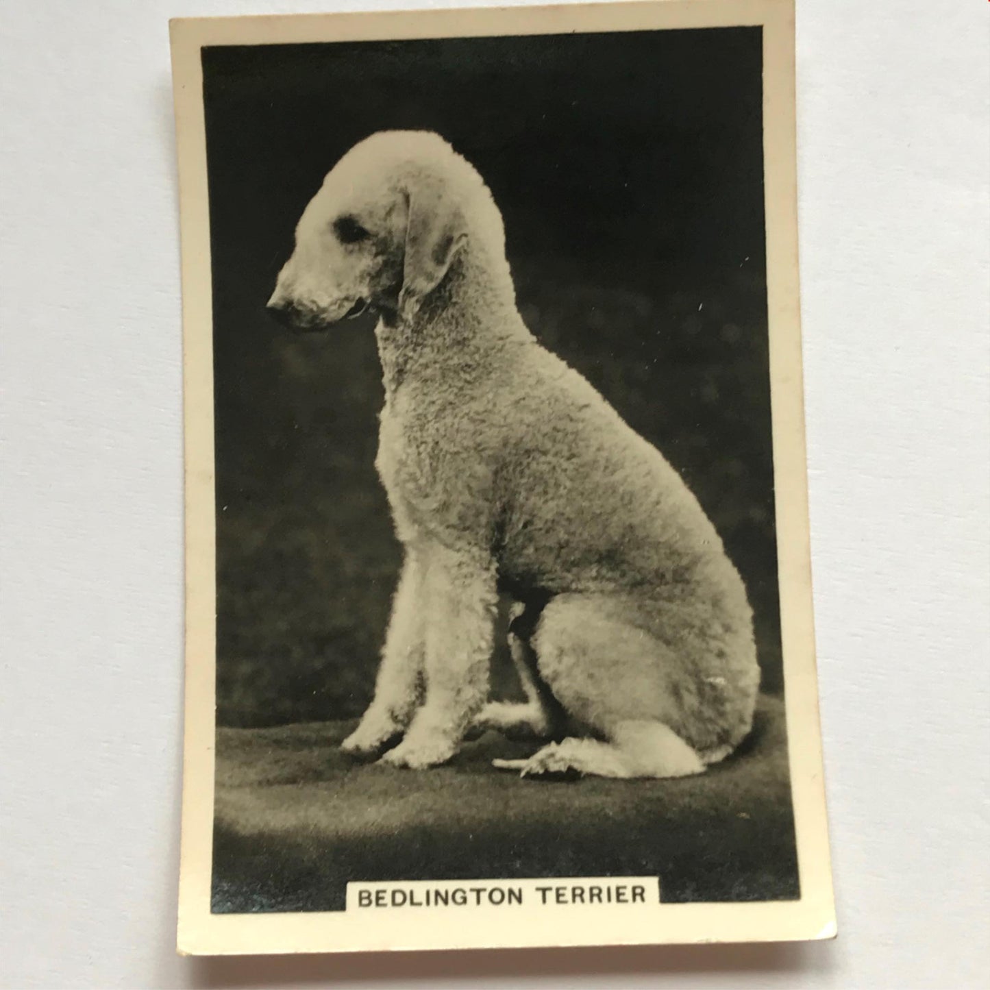 DOGS - SENIOR SERVICE CIGARETTE CARDS 1930S PHOTOS - take your pick