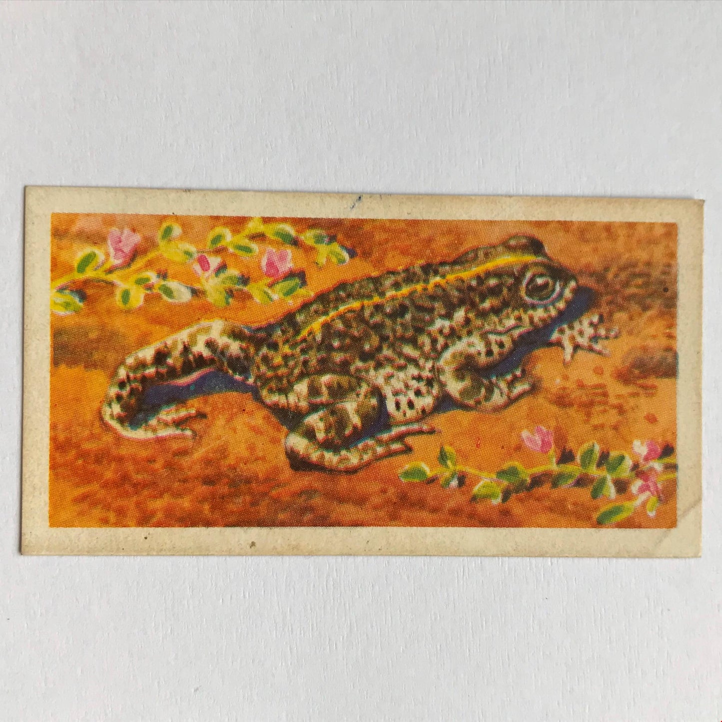 BRITISH WILD LIFE - Brooke Bond Tea Cards - Take your pick - wildlife pictures