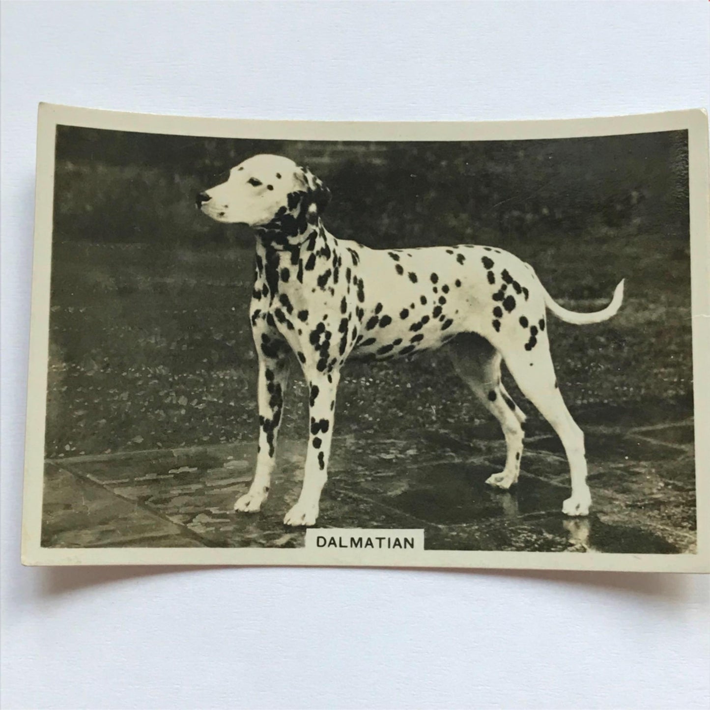 DOGS - SENIOR SERVICE CIGARETTE CARDS 1930S PHOTOS - take your pick