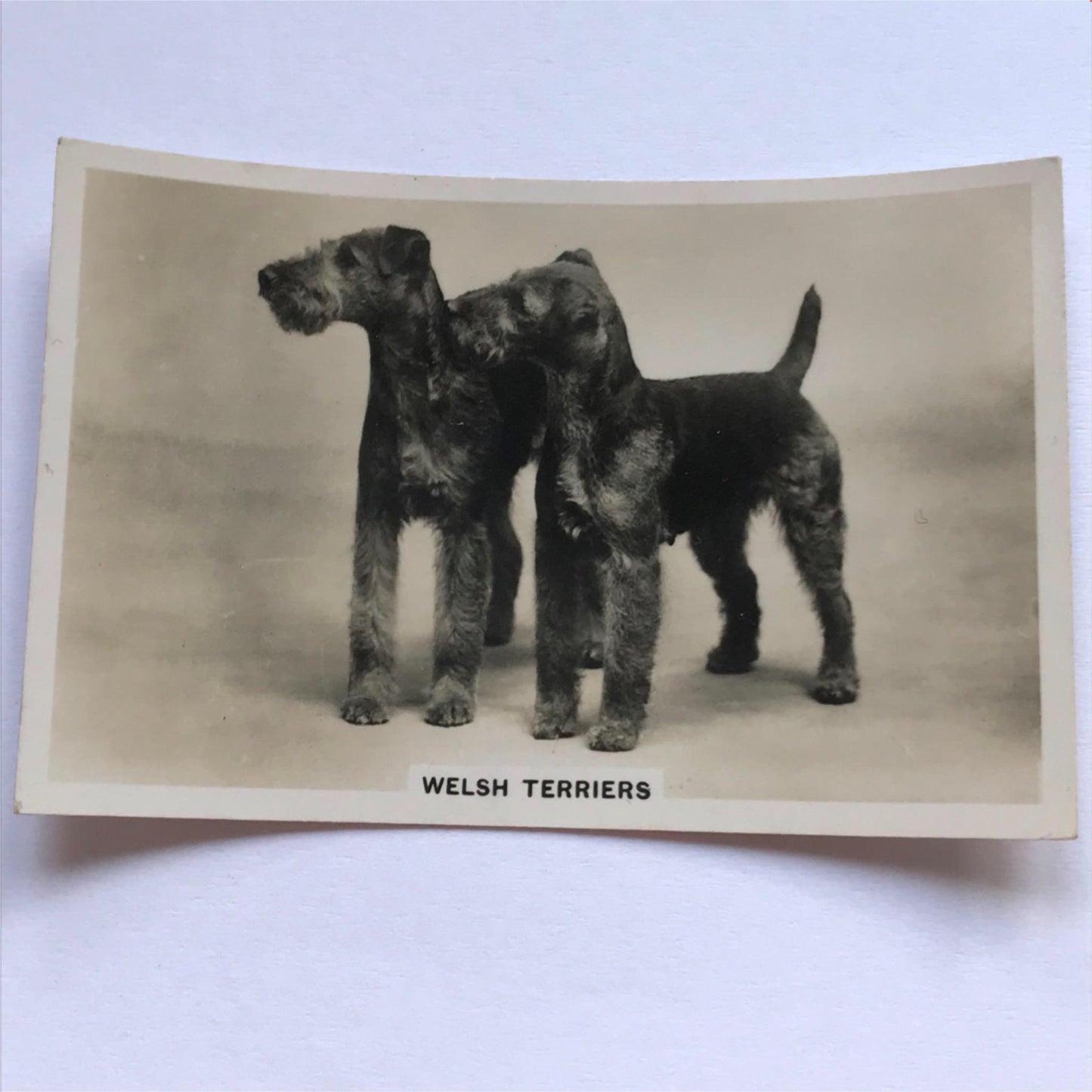 DOGS - SENIOR SERVICE CIGARETTE CARDS 1930S PHOTOS - take your pick