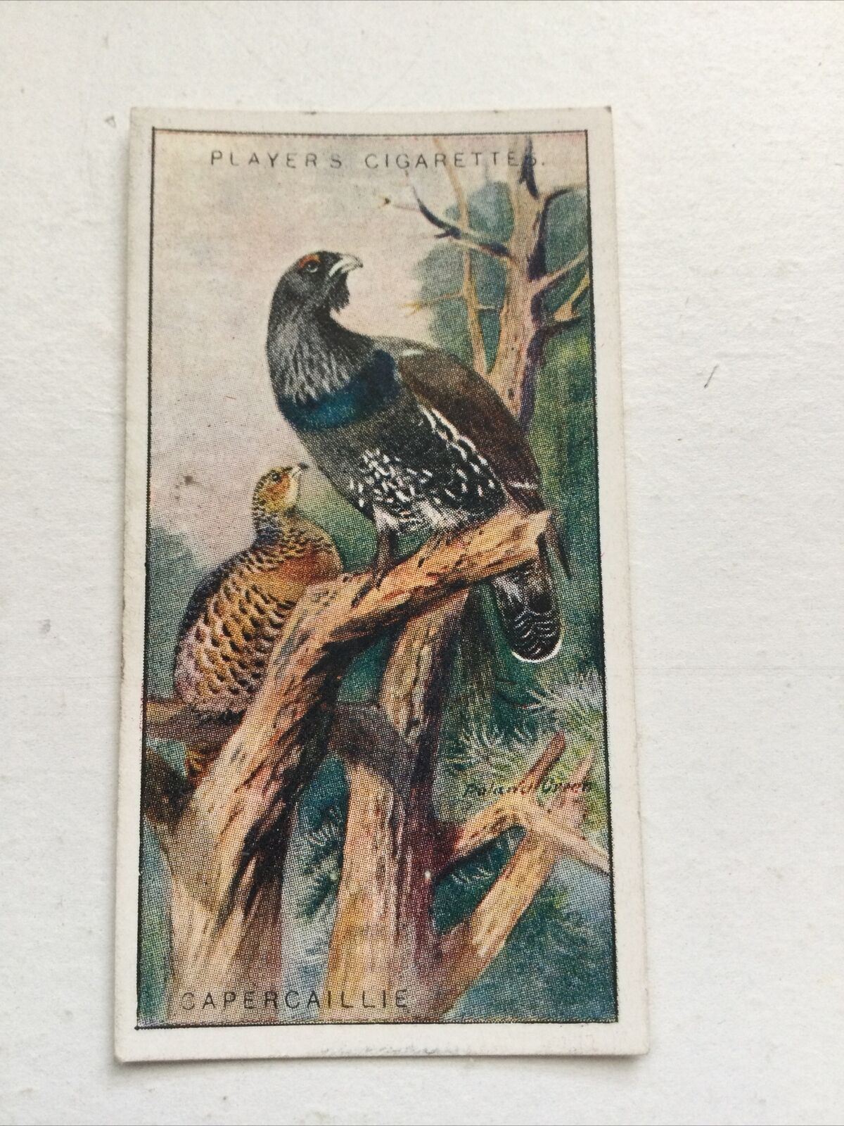Players Cigarette Card - Game Birds & Wild Fowl - No. 2 Capercaillie - Grouse - Scotland