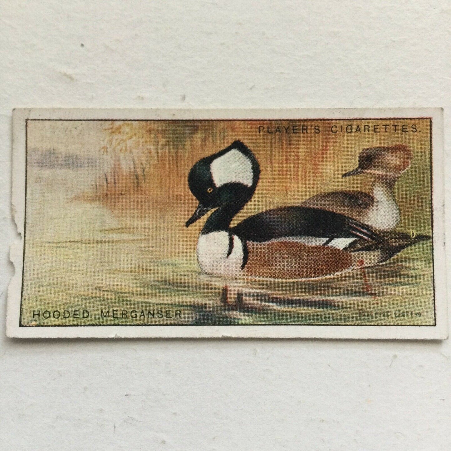Players Cigarette Card - Game Birds & Wild Fowl - No. 24 Hooded Merganser - DAMAGED