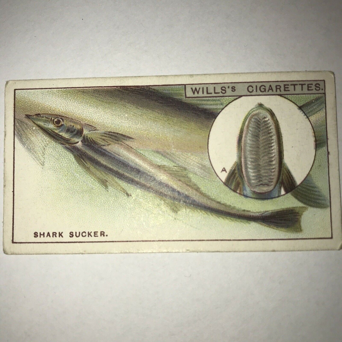 Wills Cigarettes card Wonders of the Sea no14 The Shark Sucker