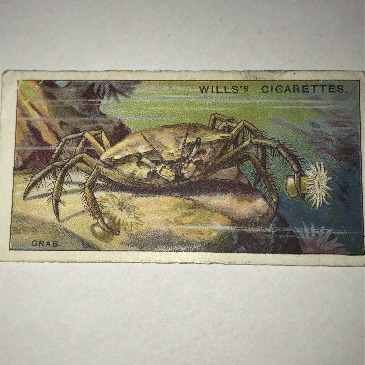 Wills Cigarettes card Wonders of the Sea no17 The Crab Melia