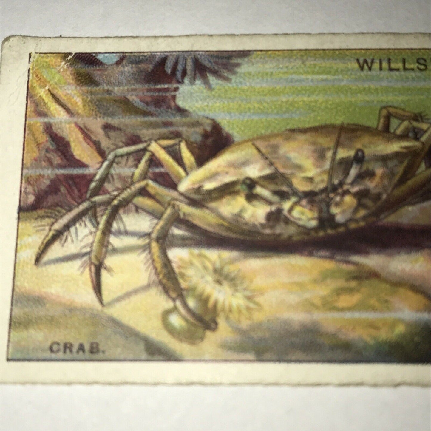 Wills Cigarettes card Wonders of the Sea no17 The Crab Melia