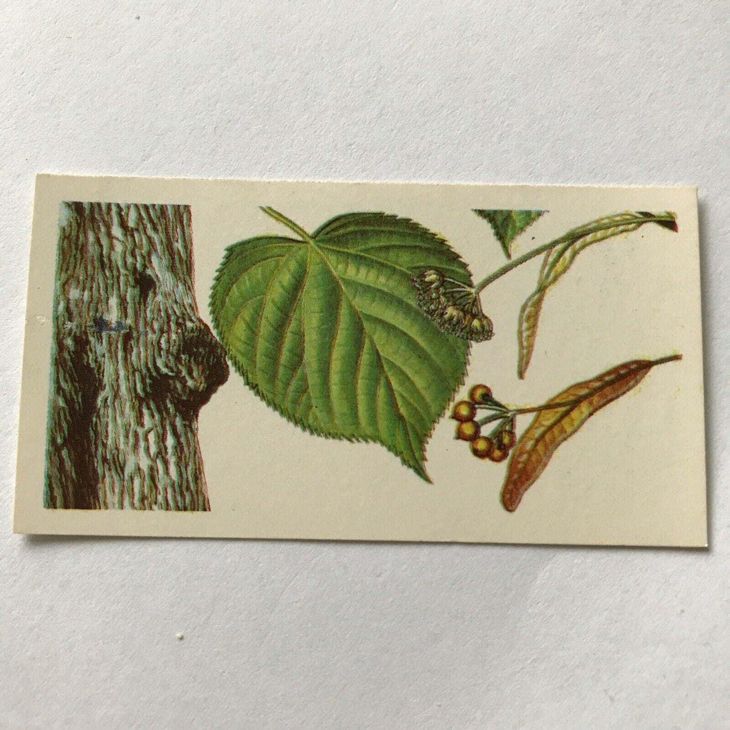 Brooke Bond Tea Card Trees In Britain No 12 Common Lime 1960s Flowers & Berries