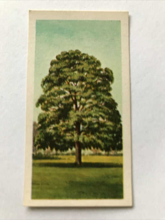 Brooke Bond Tea Card Trees In Britain No 13 Sycamore 1960s Collectable