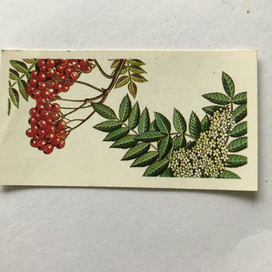 Brooke Bond Tea Card. Trees In Britain No 26. Rowan Mountain Ash 1960s Collectable