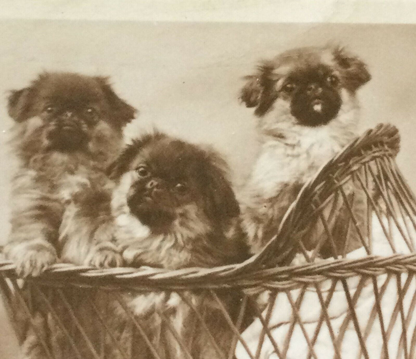 Millhoff De Reszke Cigarette Card - Series 3 No. 3 - 'Two’s Company' - Pekingese dogs in basket - cute photo