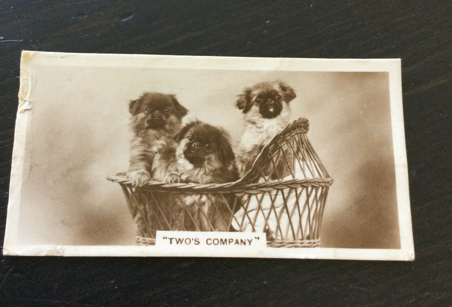 Millhoff De Reszke Cigarette Card - Series 3 No. 3 - 'Two’s Company' - Pekingese dogs in basket - cute photo
