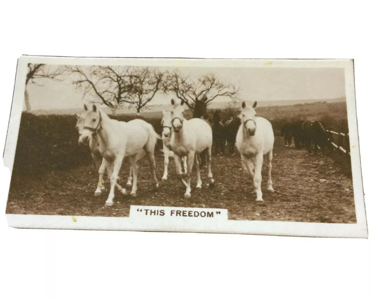 Millhoff Cigarette Cards Series 3 no.4 'This freedom'. Photograph herd of white horses