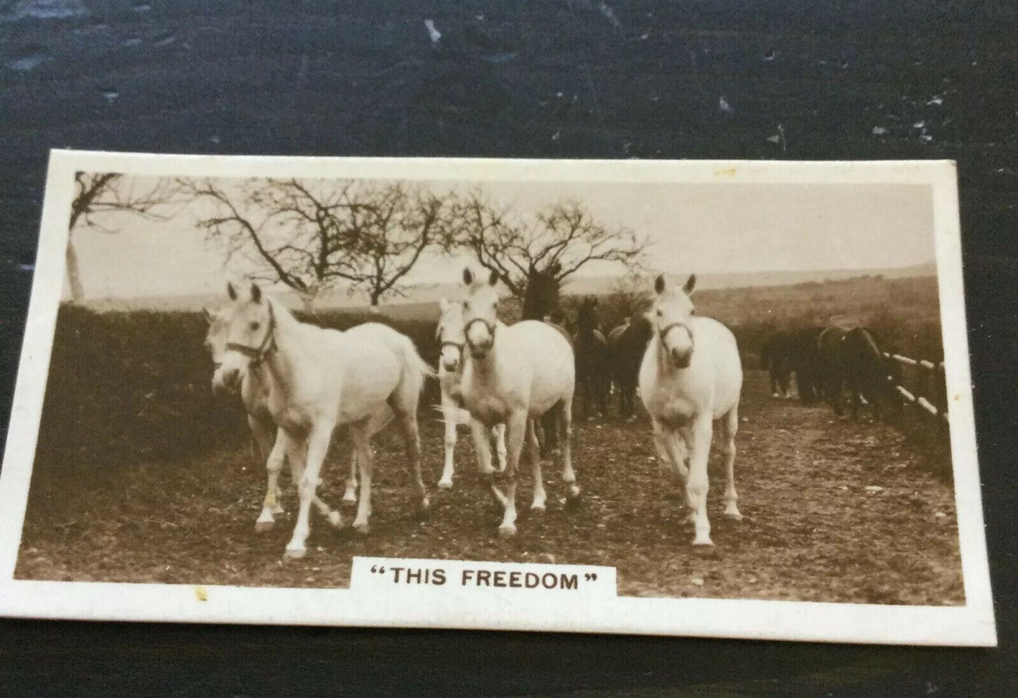 Millhoff Cigarette Cards Series 3 no.4 'This freedom'. Photograph herd of white horses