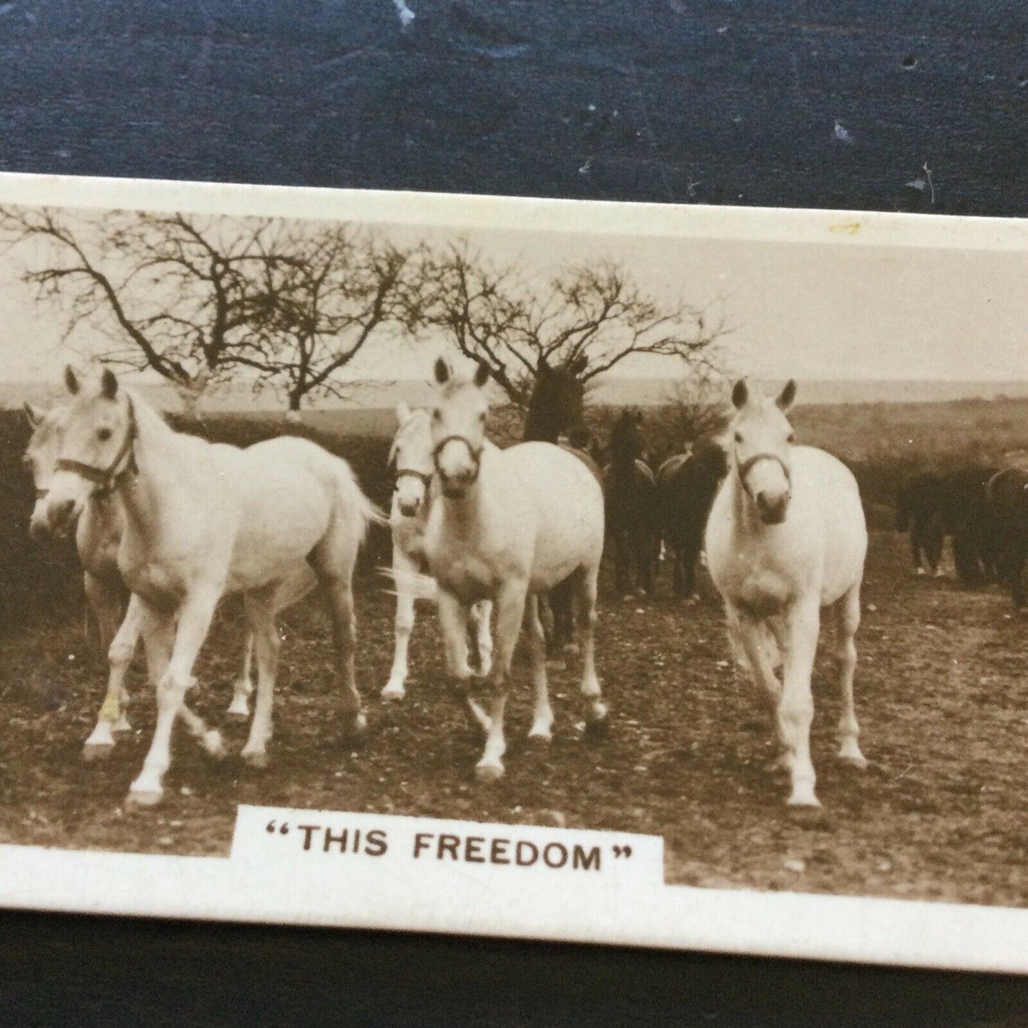 Millhoff Cigarette Cards Series 3 no.4 'This freedom'. Photograph herd of white horses