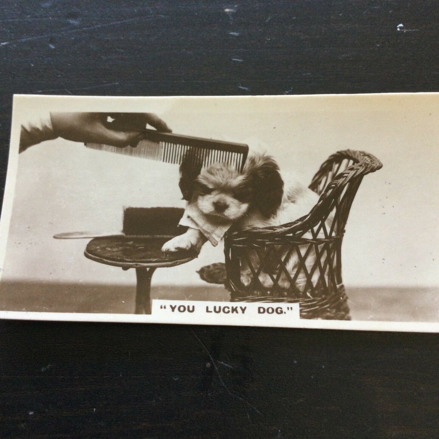 Millhoff Cigarette Card Series 1 no.5 You Lucky Dog photogram cute dog pampered