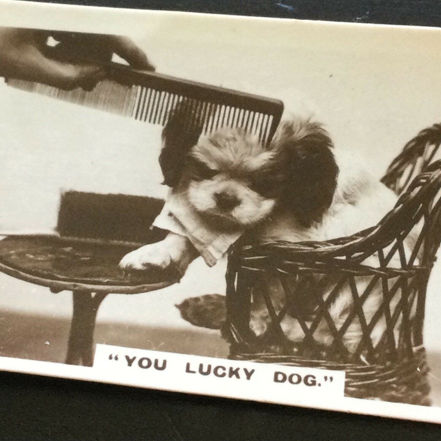 Millhoff Cigarette Card Series 1 no.5 You Lucky Dog photogram cute dog pampered