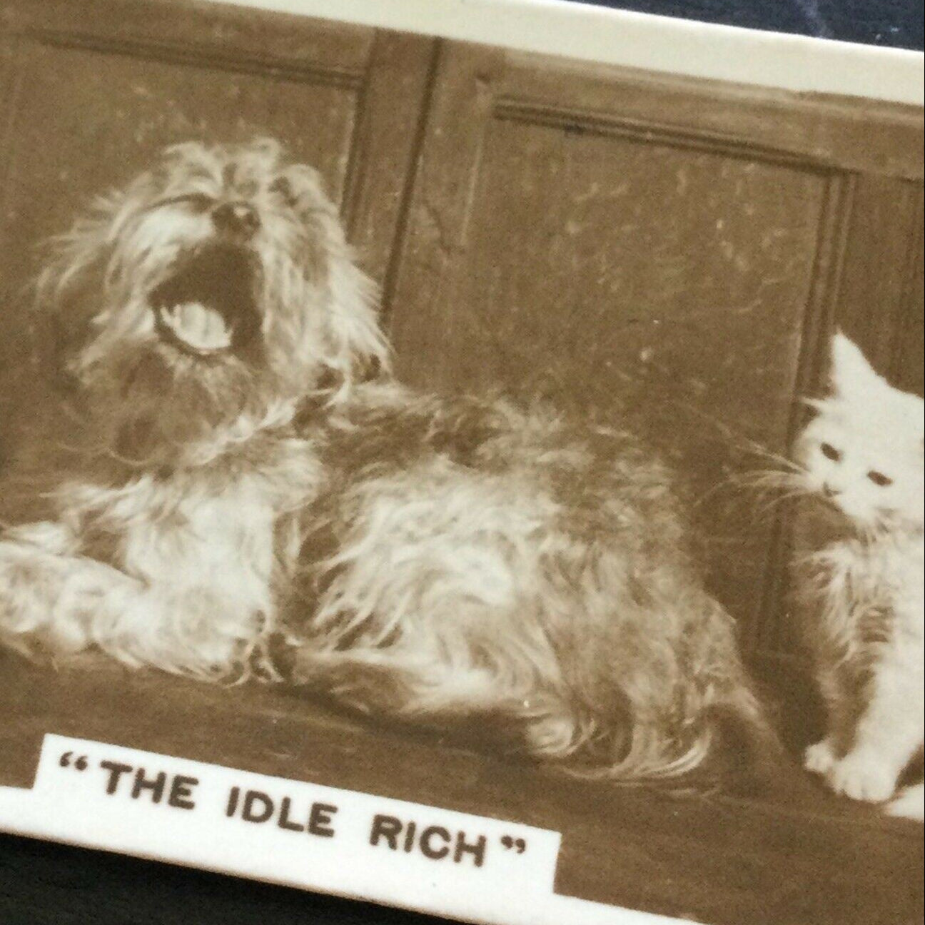 Millhoff De Reszke Cigarette Card Series 3 No. 5 – "The Idle Rich" – 1930s. Cute dog yawning photograph.