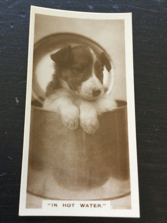 Vintage Millhoff De Reszke Cigarette Card - Series 1 no.6 'In Hot Water' - cute dog in saucepan / pot