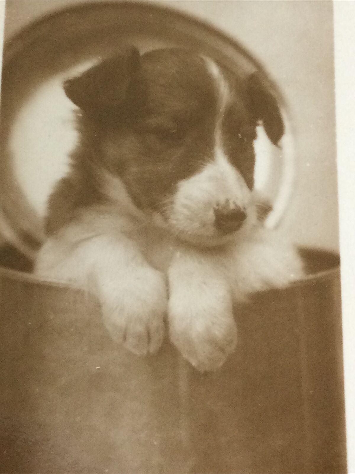 Vintage Millhoff De Reszke Cigarette Card - Series 1 no.6 'In Hot Water' - cute dog in saucepan / pot