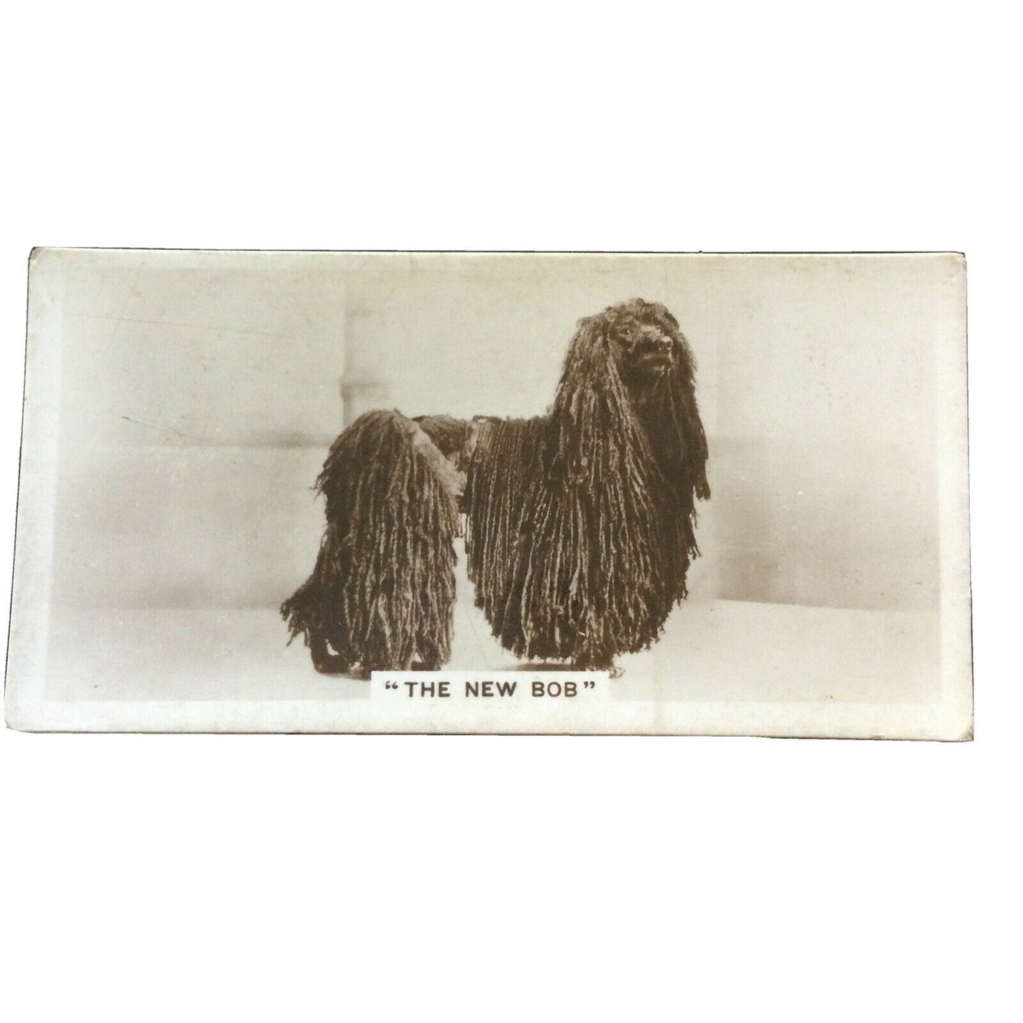 Millhoff Cigarette Card Series 3 no.6 photograph The New Bob Afghan Hound vintage