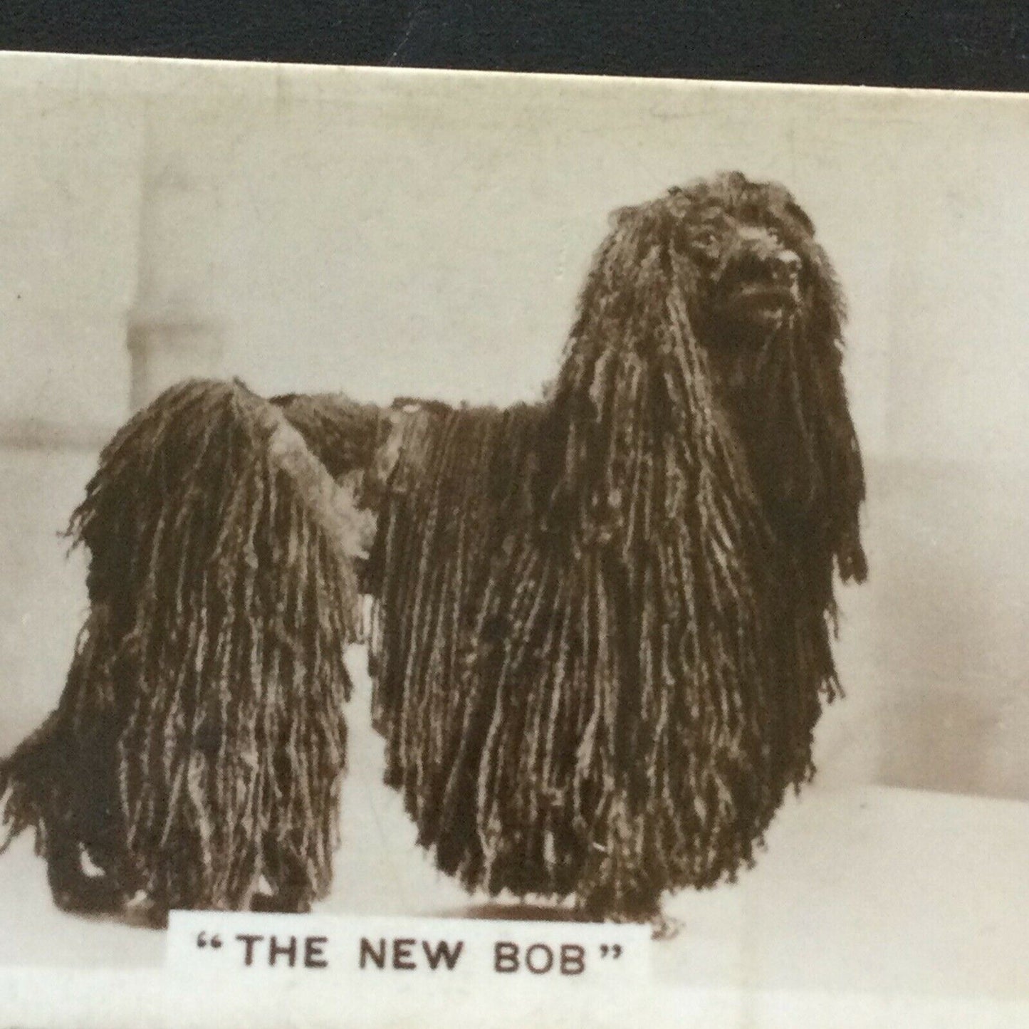 Millhoff Cigarette Card Series 3 no.6 photograph The New Bob Afghan Hound vintage