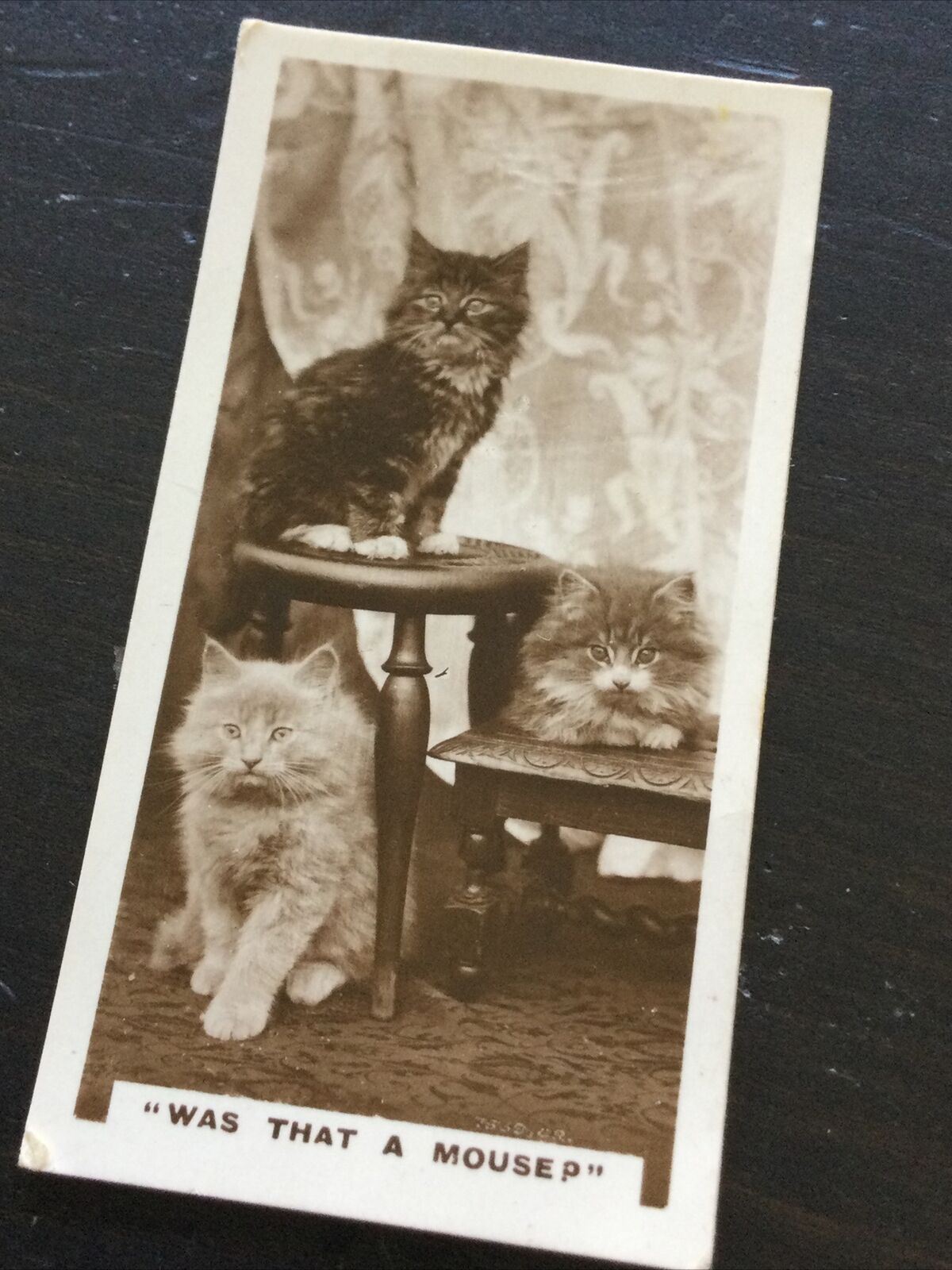 Millhoff De Reszke Cigarette Card Series 1 no.7 photograph was that a mouse? Cute cats photo vintage