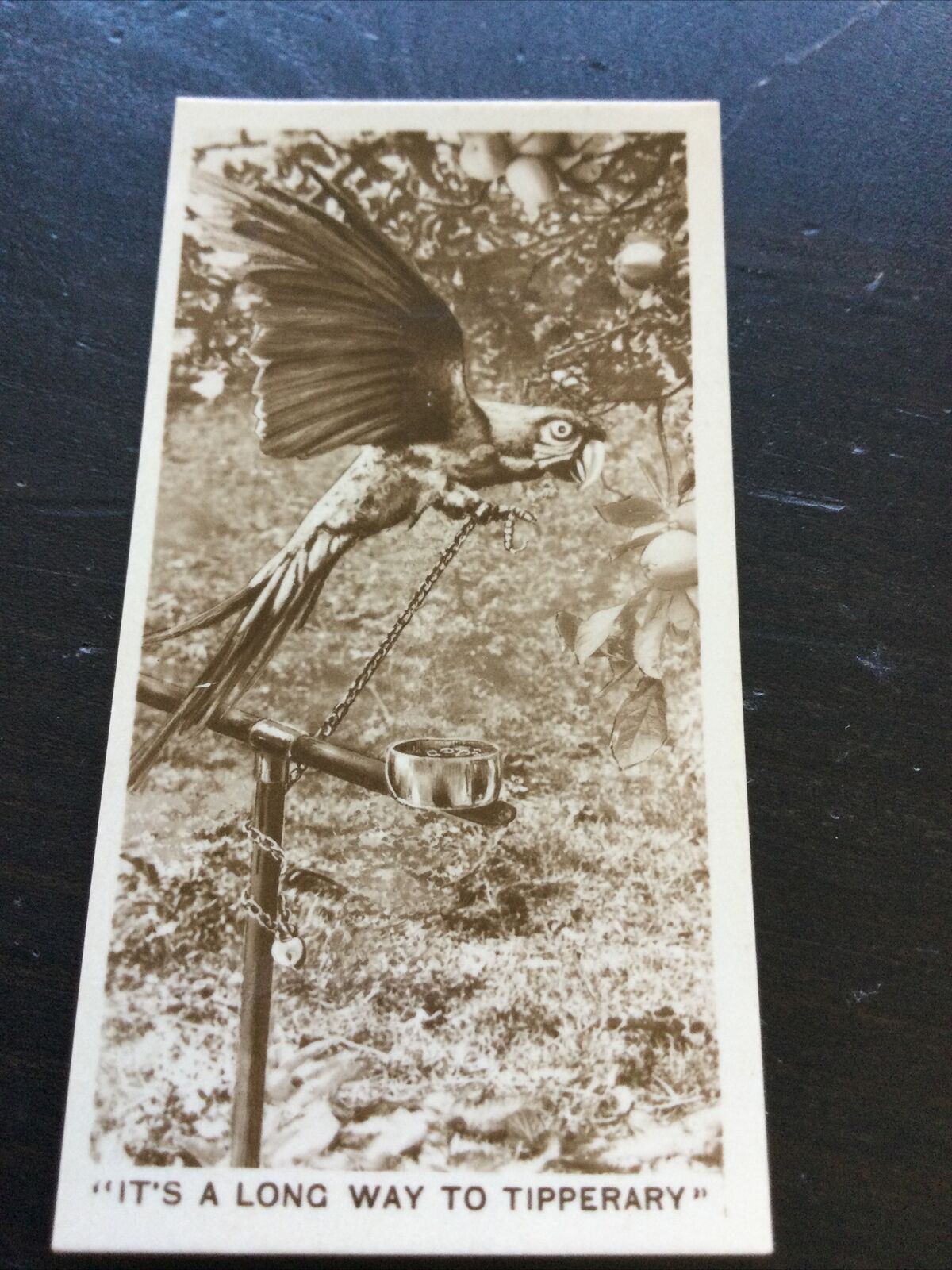Millhoff Cigarette Card Series 6 no.7 photo 'It’s a long way to Tipperary' Parrot on chain photo.