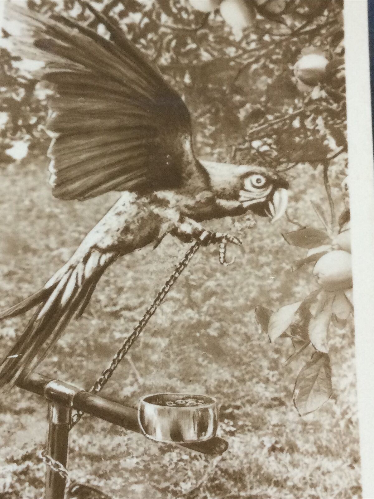 Millhoff Cigarette Card Series 6 no.7 photo 'It’s a long way to Tipperary' Parrot on chain photo.