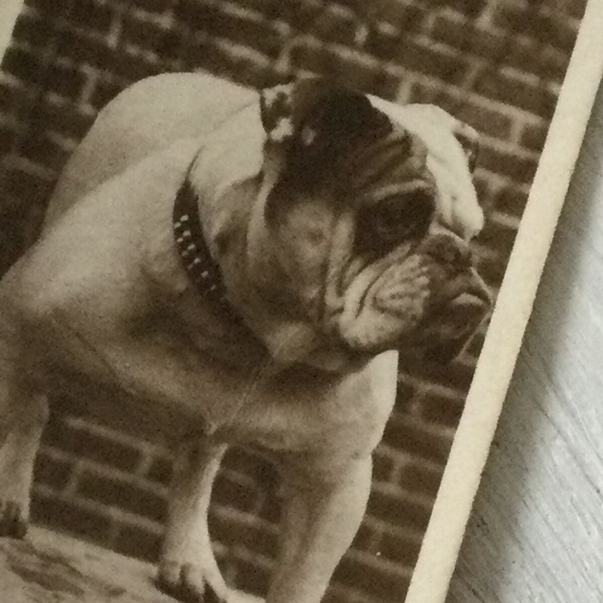 Vintage photograph of a bulldog on a cigarette card with a brick wall in the background.
